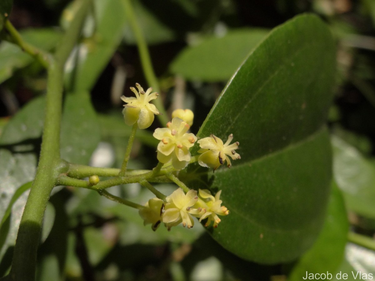 Hypserpa nitida Miers ex Benth.